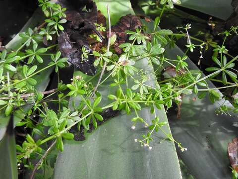 Image of Mexican bedstraw