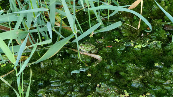 Image of Epirus Pool Frog