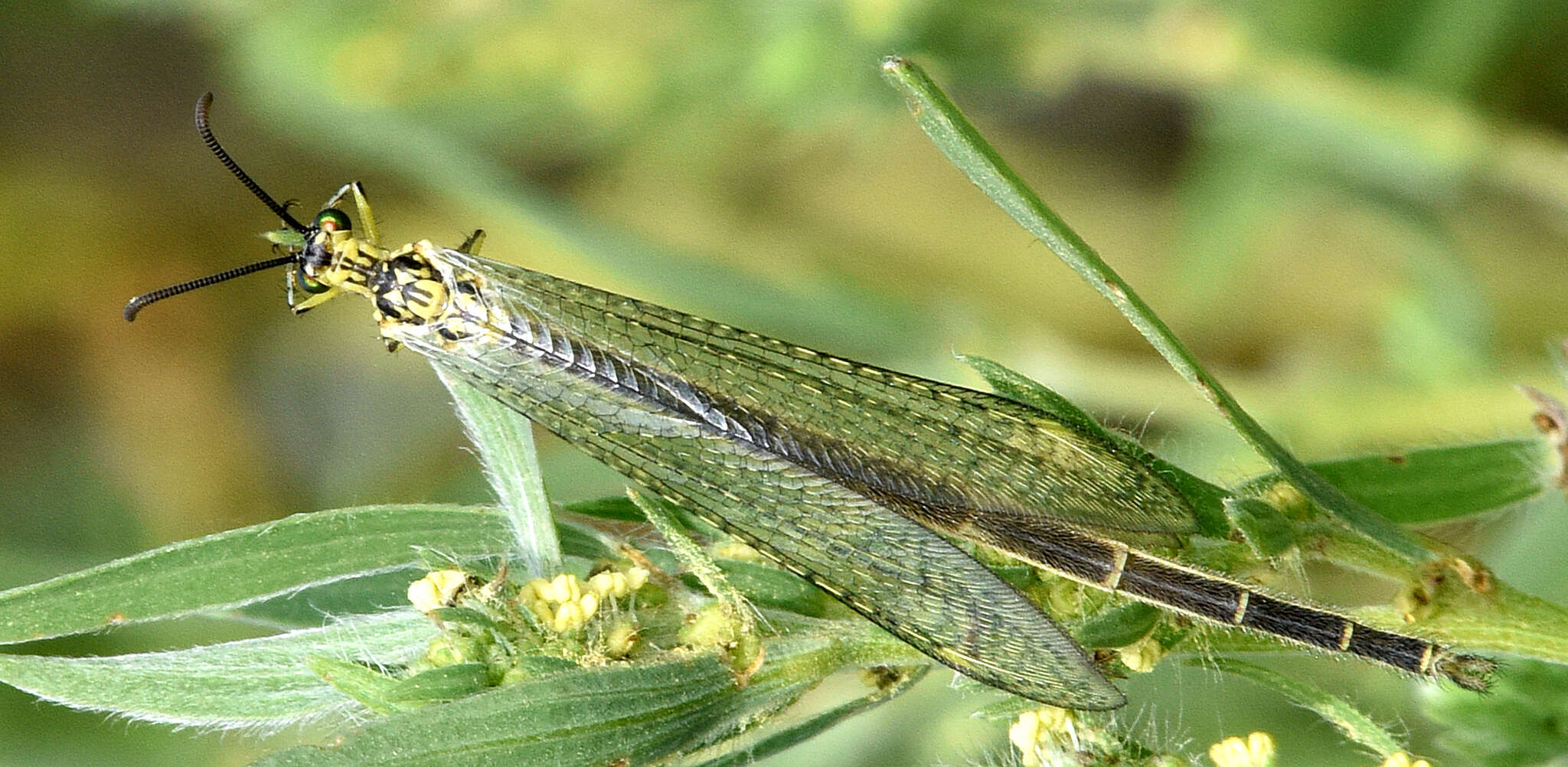 Image of Scotoleon nigrilabris (Hagen 1888)