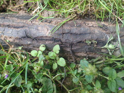 Image of Butternut canker fungus