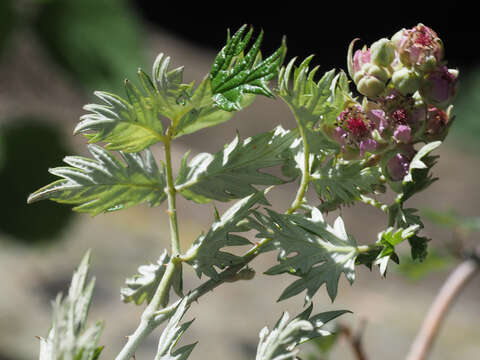 Image of Rubus ludwigii Eckl. & Zeyh.