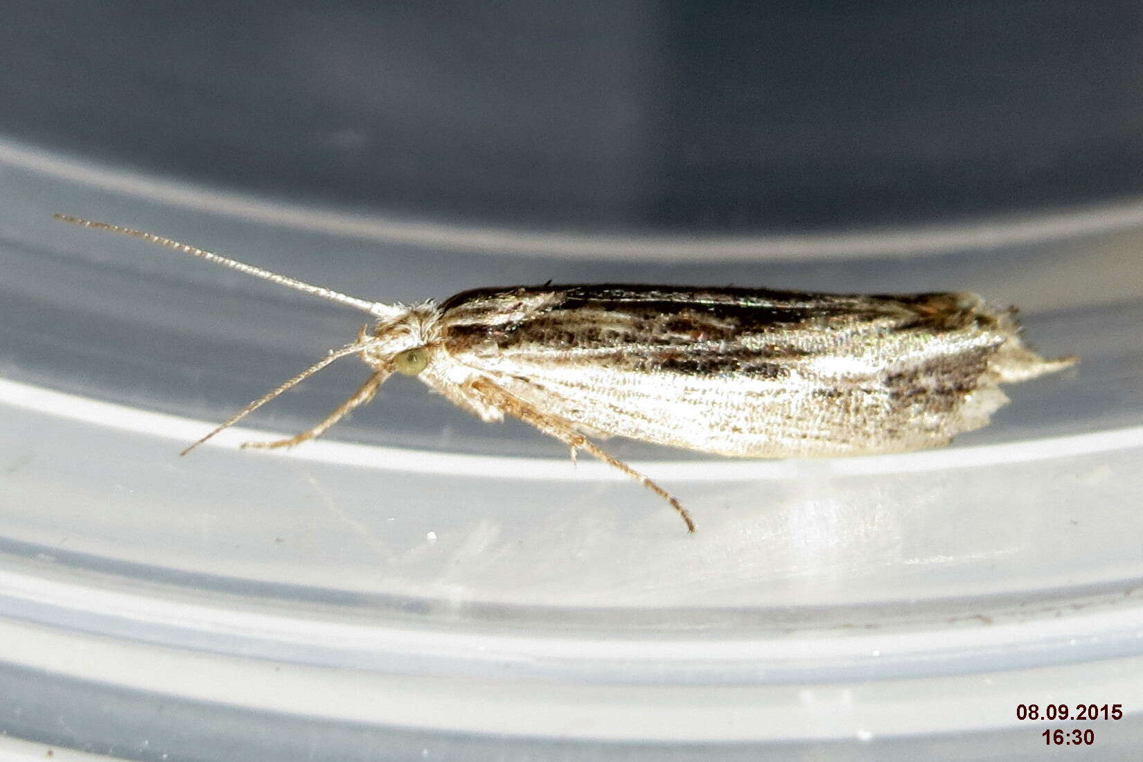 Image of Ypsolopha scabrella