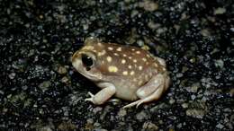 Image of Western Spotted Frog