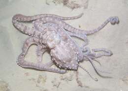Callistoctopus ornatus (Gould 1852) resmi