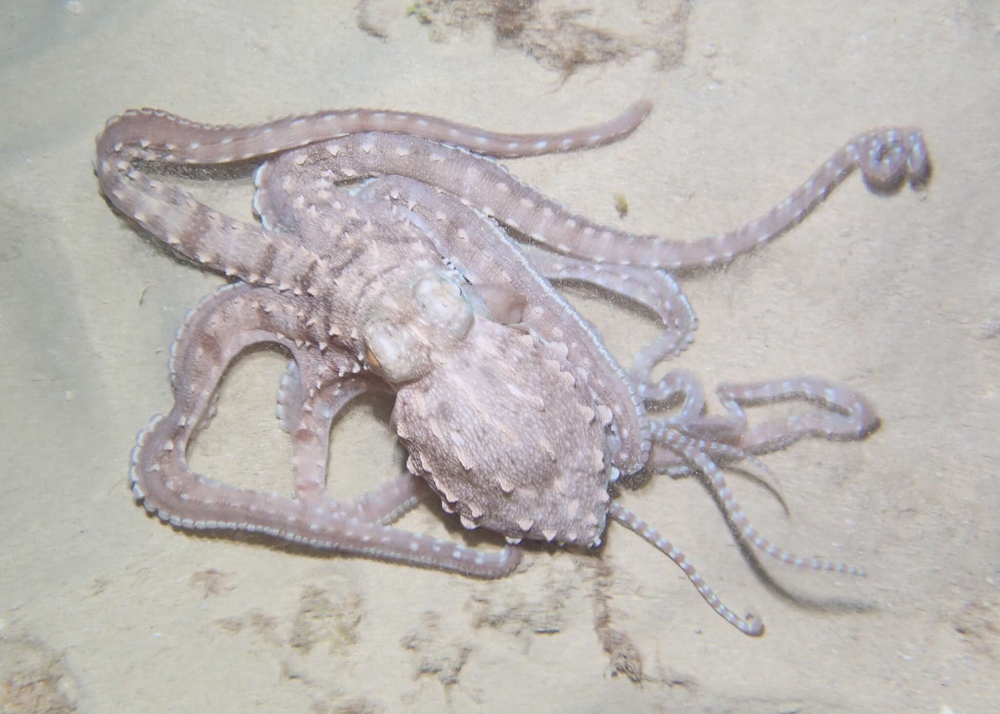 Image of night octopus