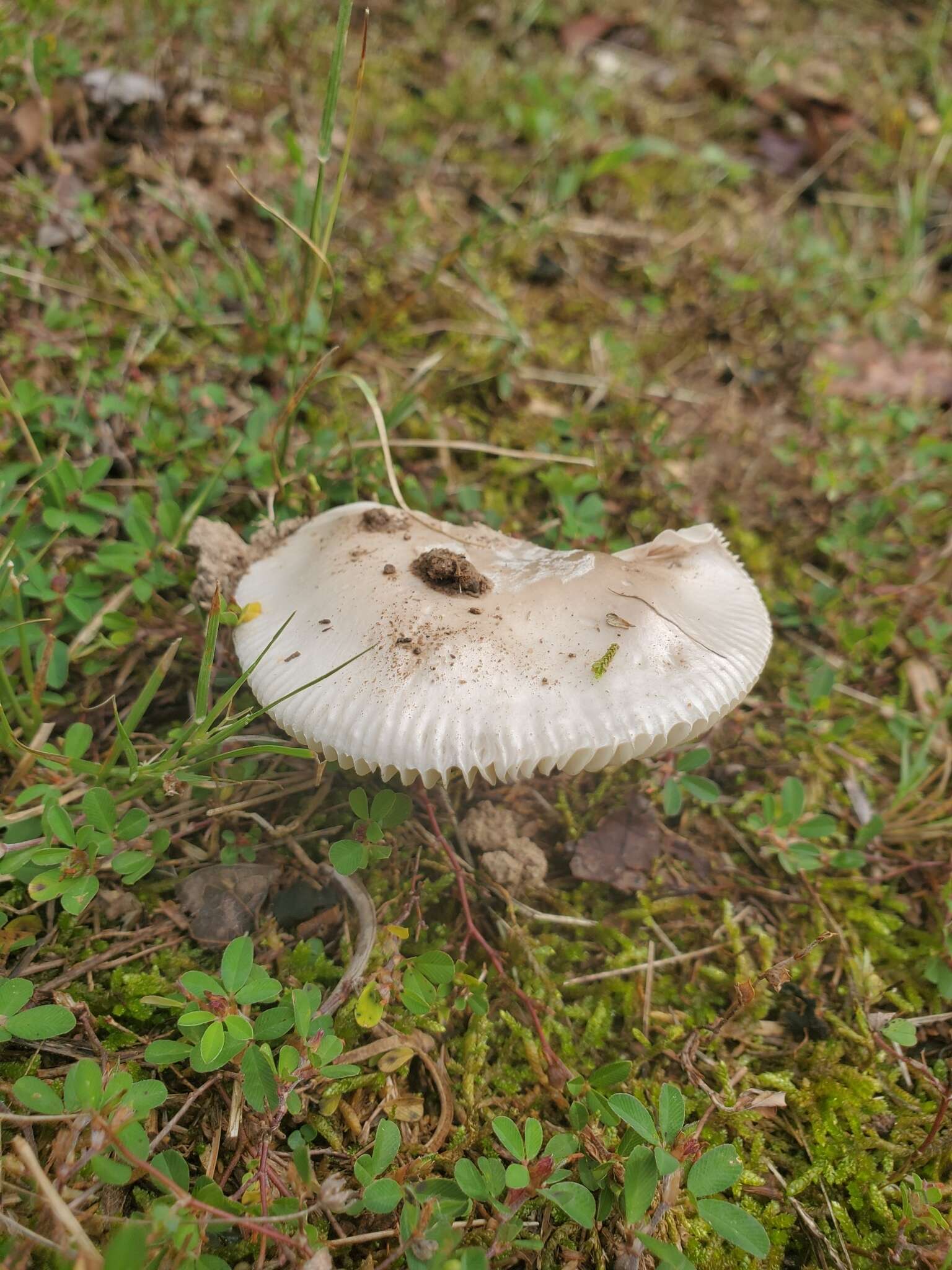 Слика од Amanita spreta (Peck) Sacc. 1887