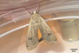 Image of Large Yellow Underwing