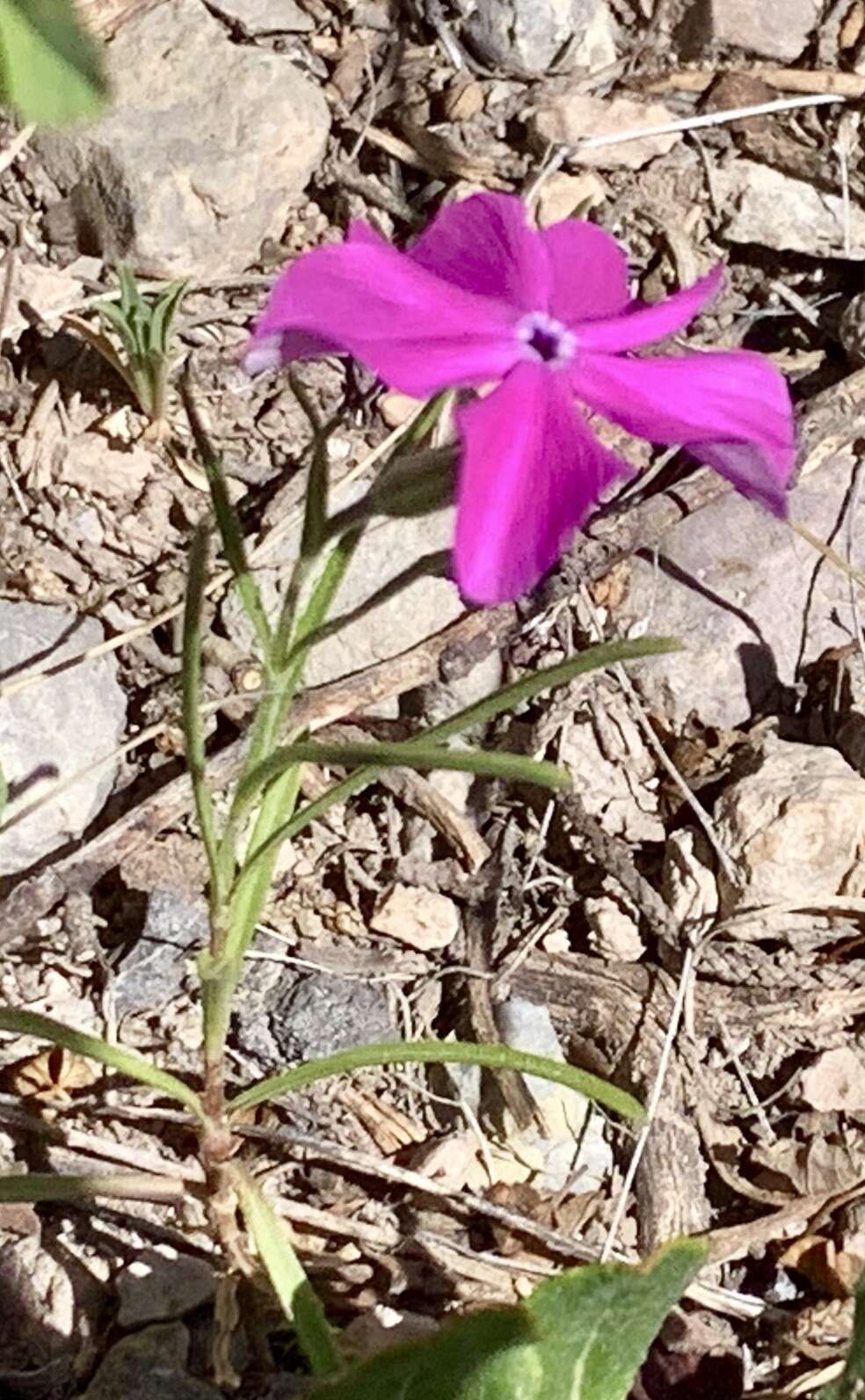 Imagem de Phlox nana Nutt.