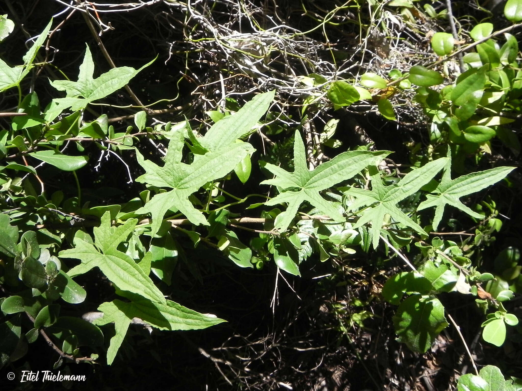 Dioscorea reticulata Gay的圖片