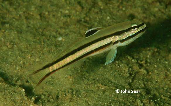 Image of Twostripe goby