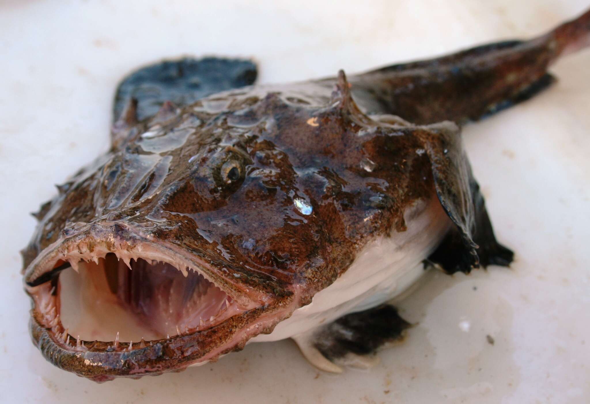 Image of Goosefish