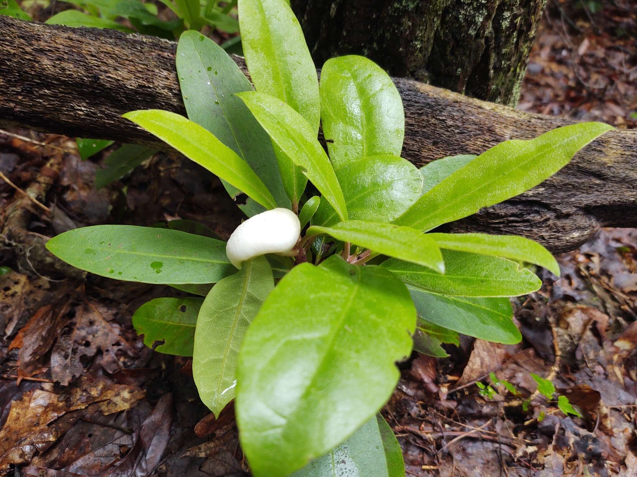 Exobasidium rhododendri (Fuckel) C. E. Cramer 1874 resmi