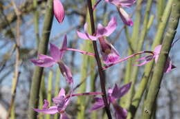 Image of Barkeria melanocaulon A. Rich. & Galeotti