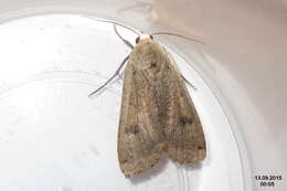 Image of Large Yellow Underwing