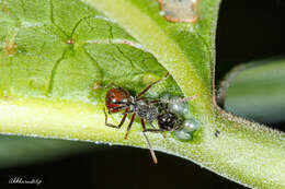 صورة Polyrhachis furcata Smith 1858