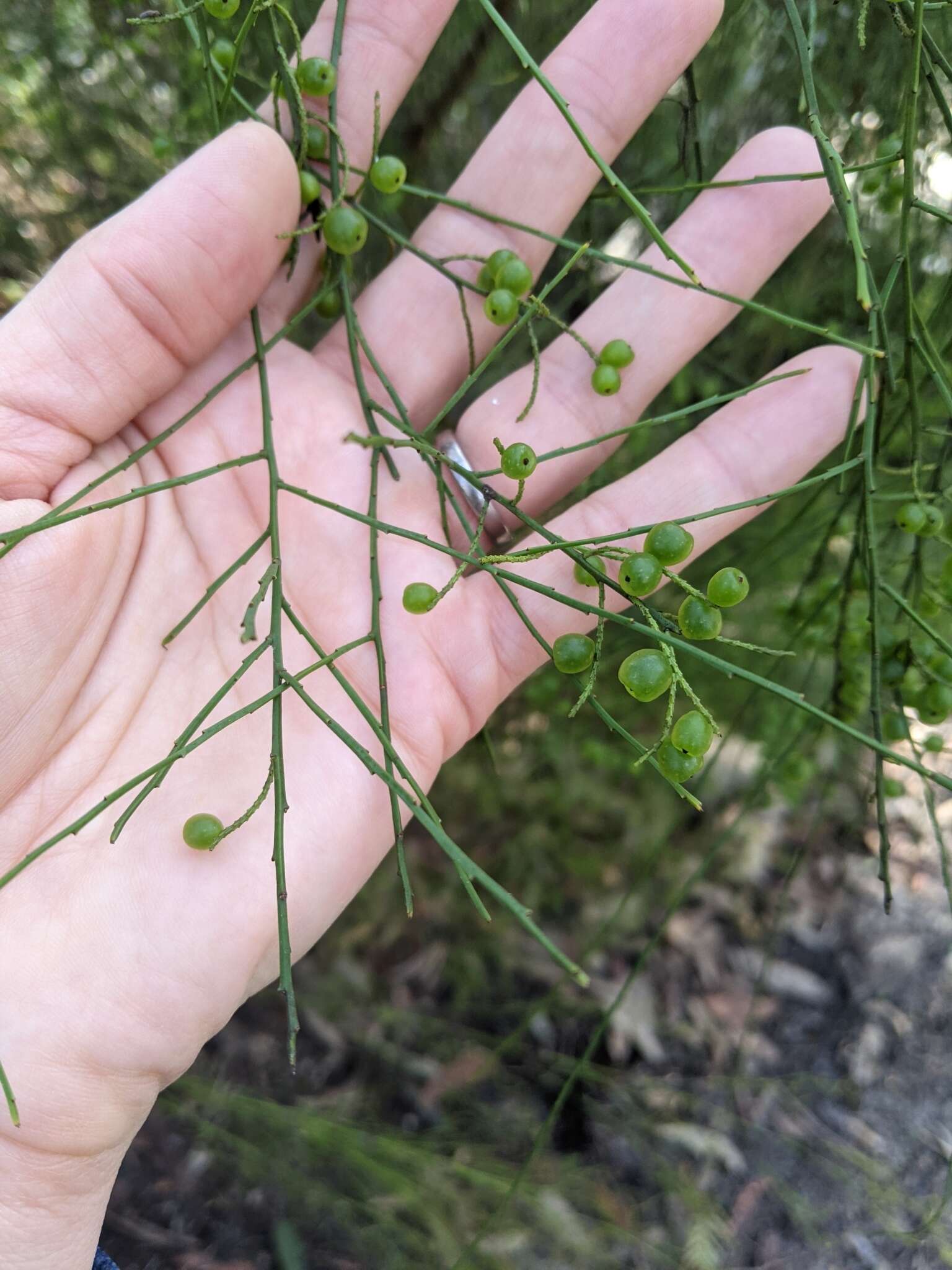 Image of Leptomeria acida R. Br.