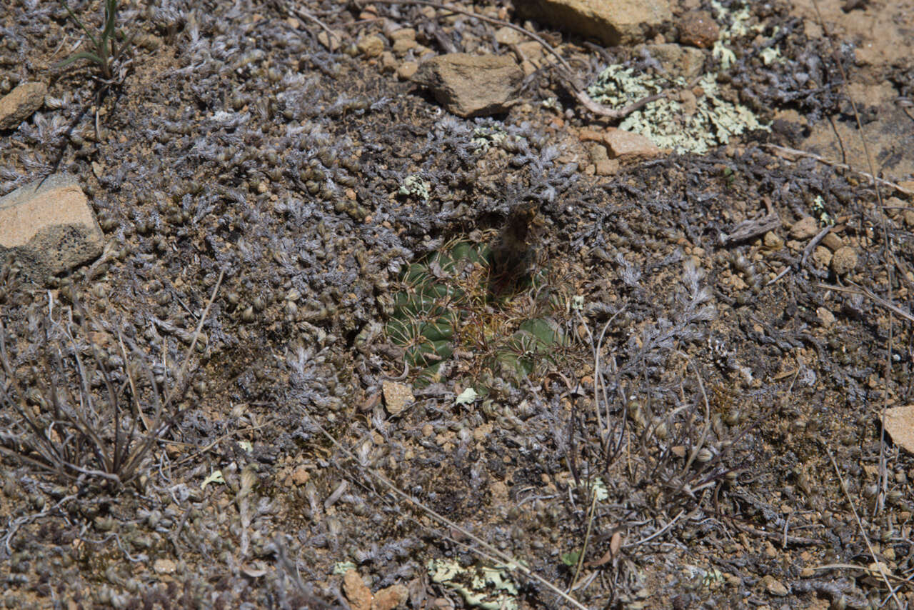 Image de Echinopsis tiegeliana (Wessner) D. R. Hunt