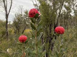 Image of Telopea aspera M. D. Crisp & P. H. Weston