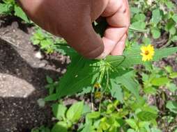 Image de Melampodium paniculatum Gardn.