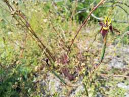 Image of Moraea inconspicua subsp. inconspicua