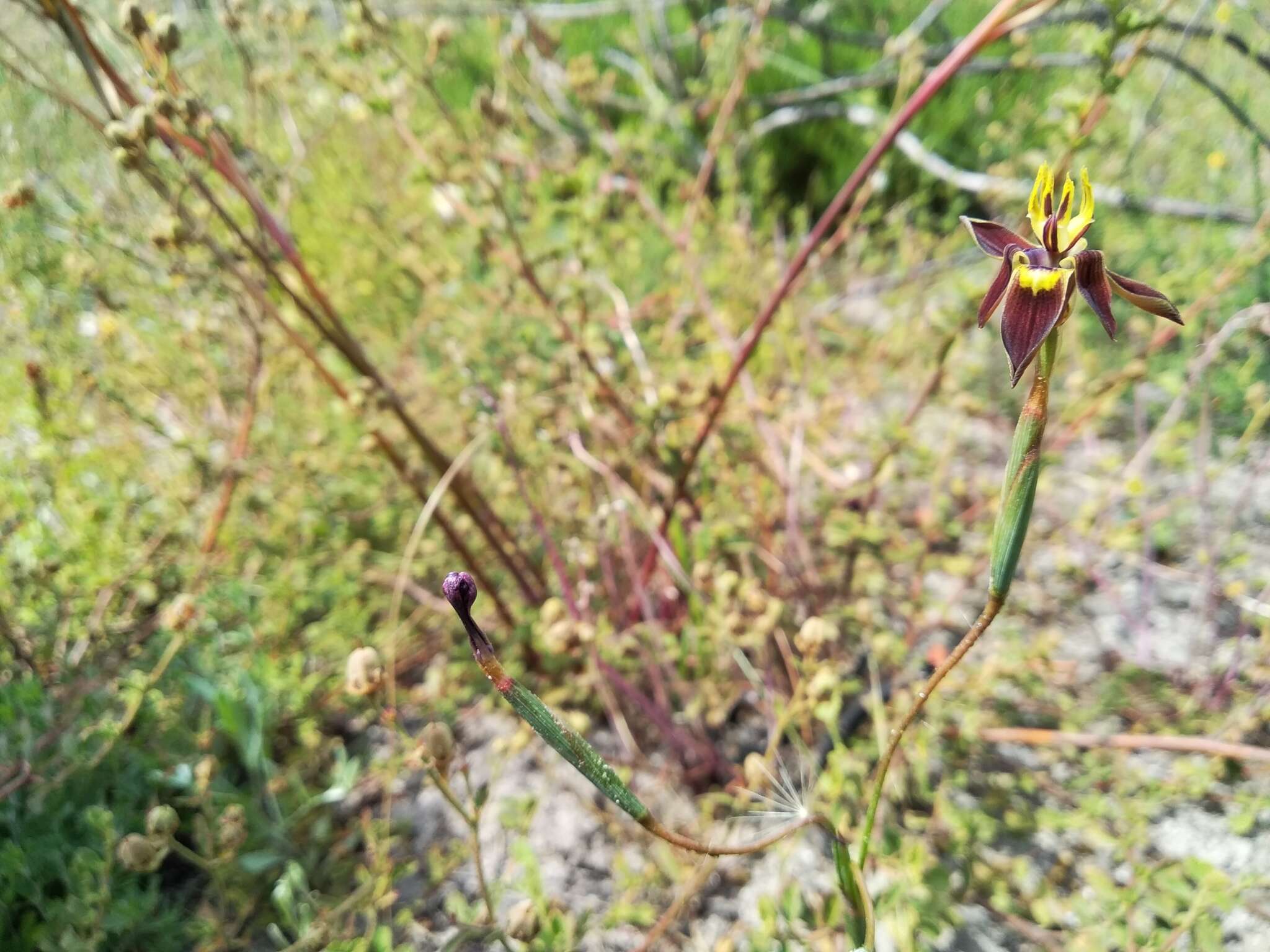 Image of Moraea inconspicua subsp. inconspicua