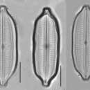 Image of Neidium dubium (Ehenberg) Cleve 1894