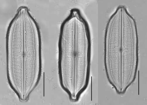 Image of Neidium dubium (Ehenberg) Cleve 1894