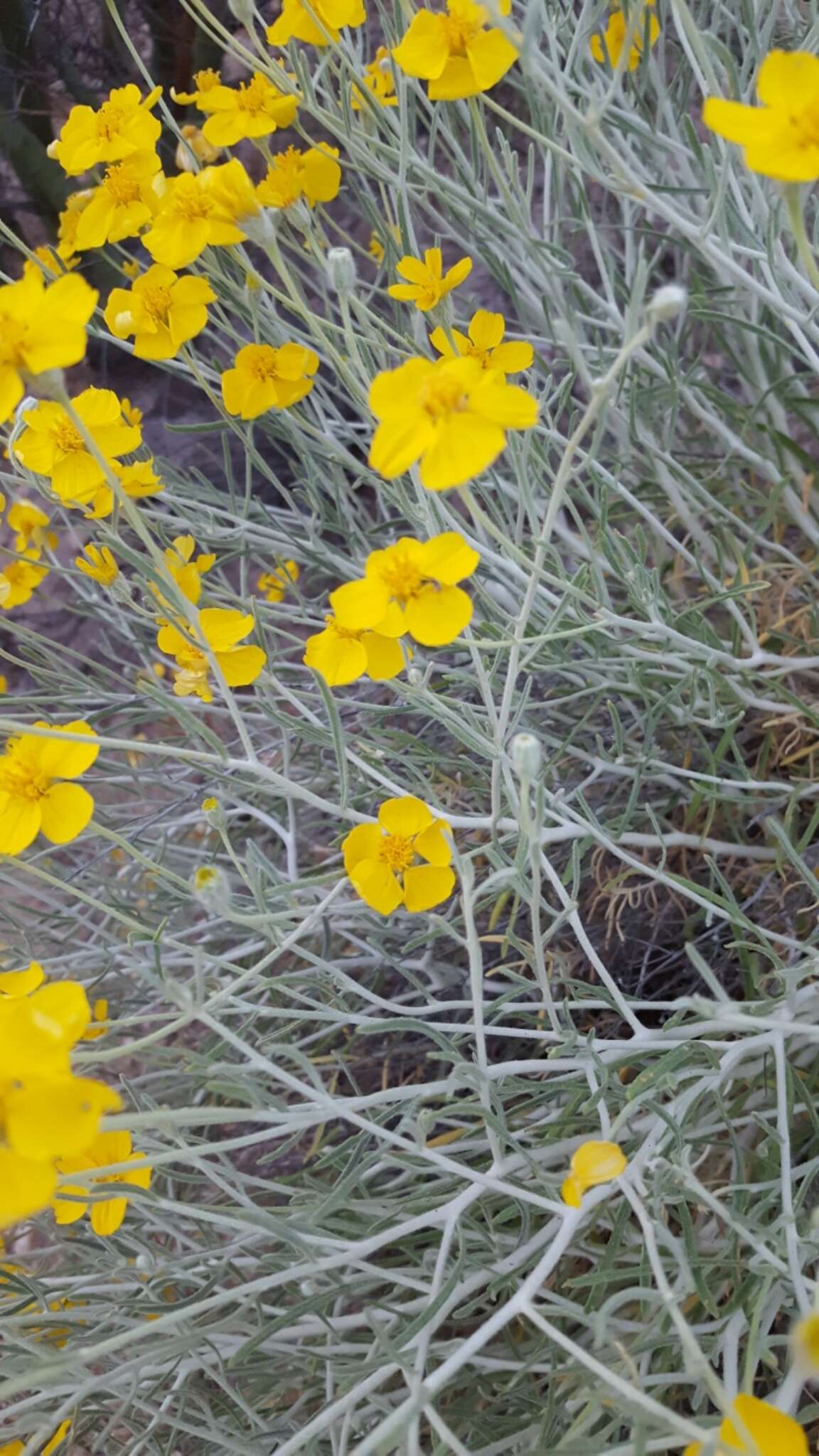 Image of Cooper's paper daisy