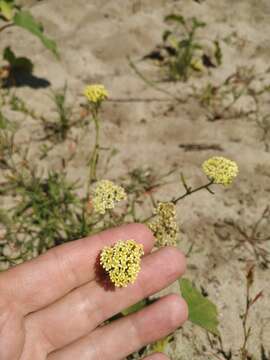 Image of Achillea submicrantha N. N. Tzvel.