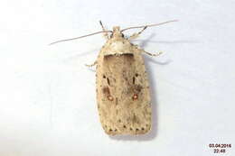 Image of Agonopterix ocellana Fabricius 1775