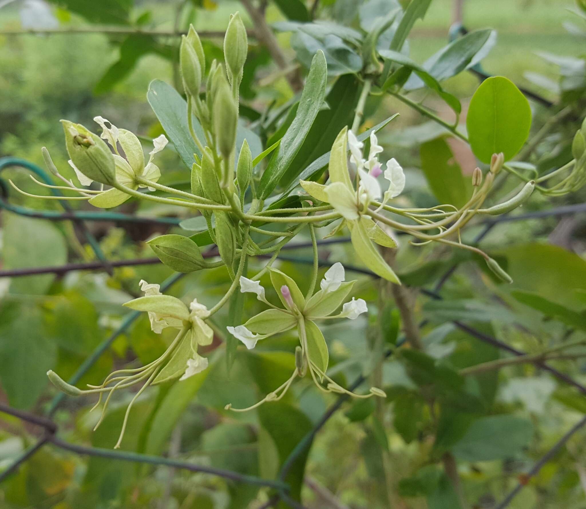 Image of Cadaba fruticosa (L.) Druce