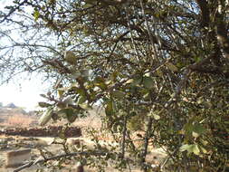 Image of Ehretia rigida subsp. nervifolia Retief & A. E. van Wyk