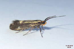 Image of Esperia sulphurella