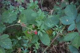 Image of Rubus castellarnaui Pau