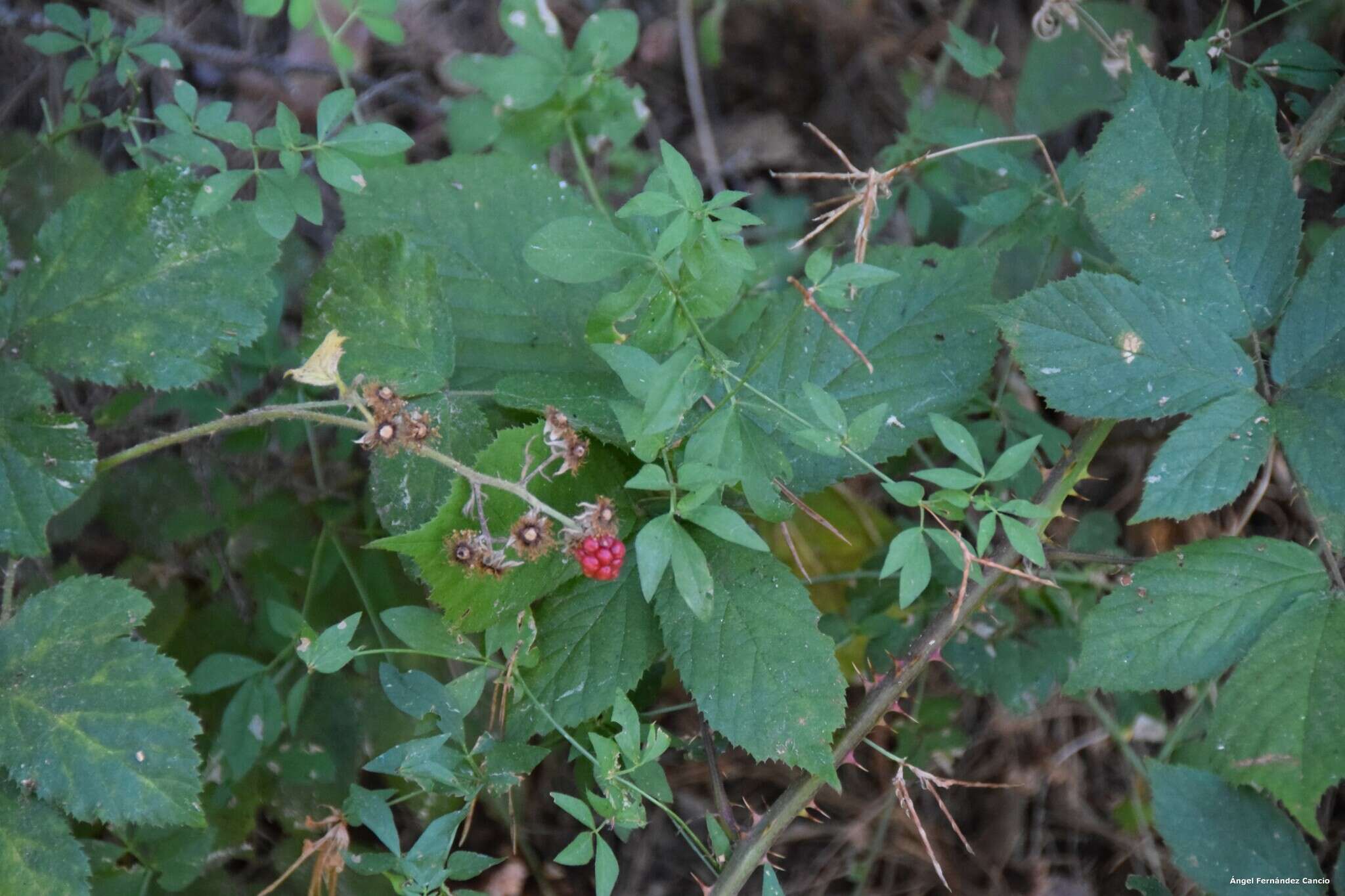 Image of Rubus castellarnaui Pau