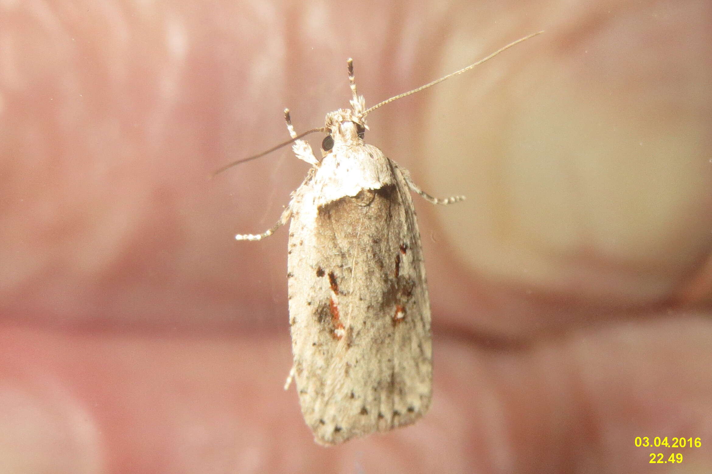 Image of Agonopterix ocellana Fabricius 1775