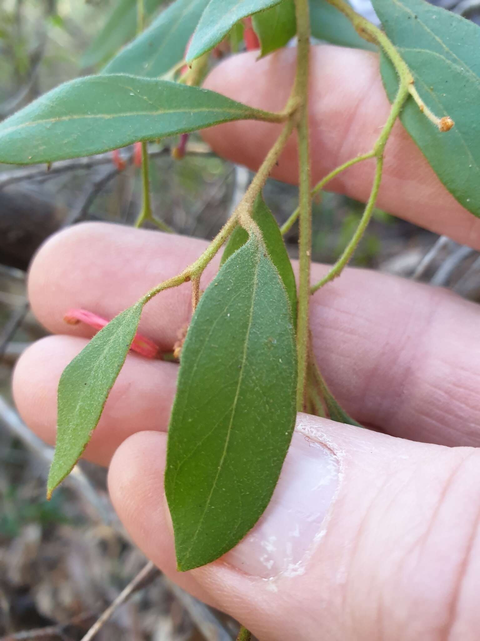 Imagem de Grevillea rhyolitica R. O. Makinson