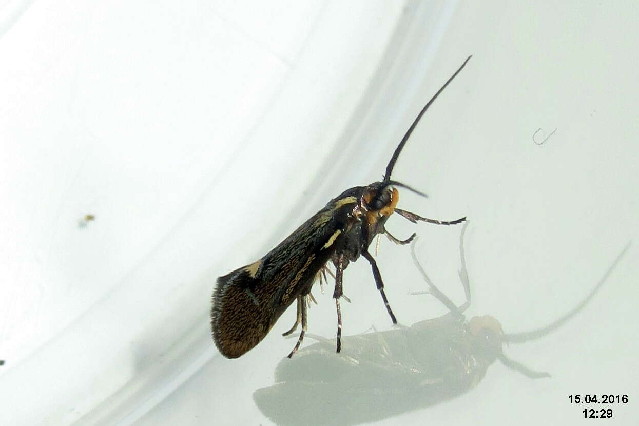 Plancia ëd Esperia sulphurella