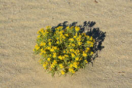 Image of manybristle chinchweed