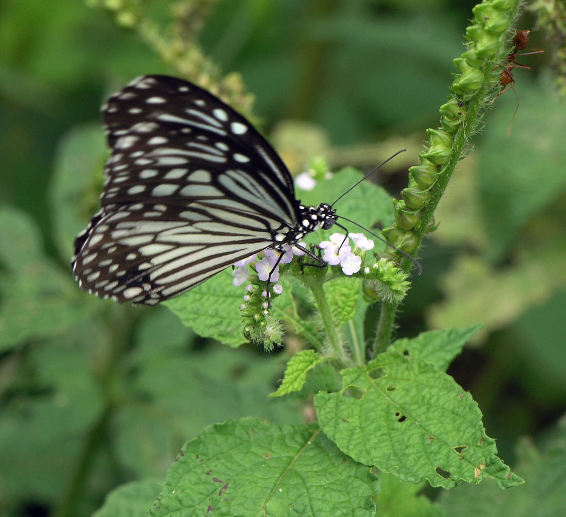 Parantica aglea melanoides的圖片