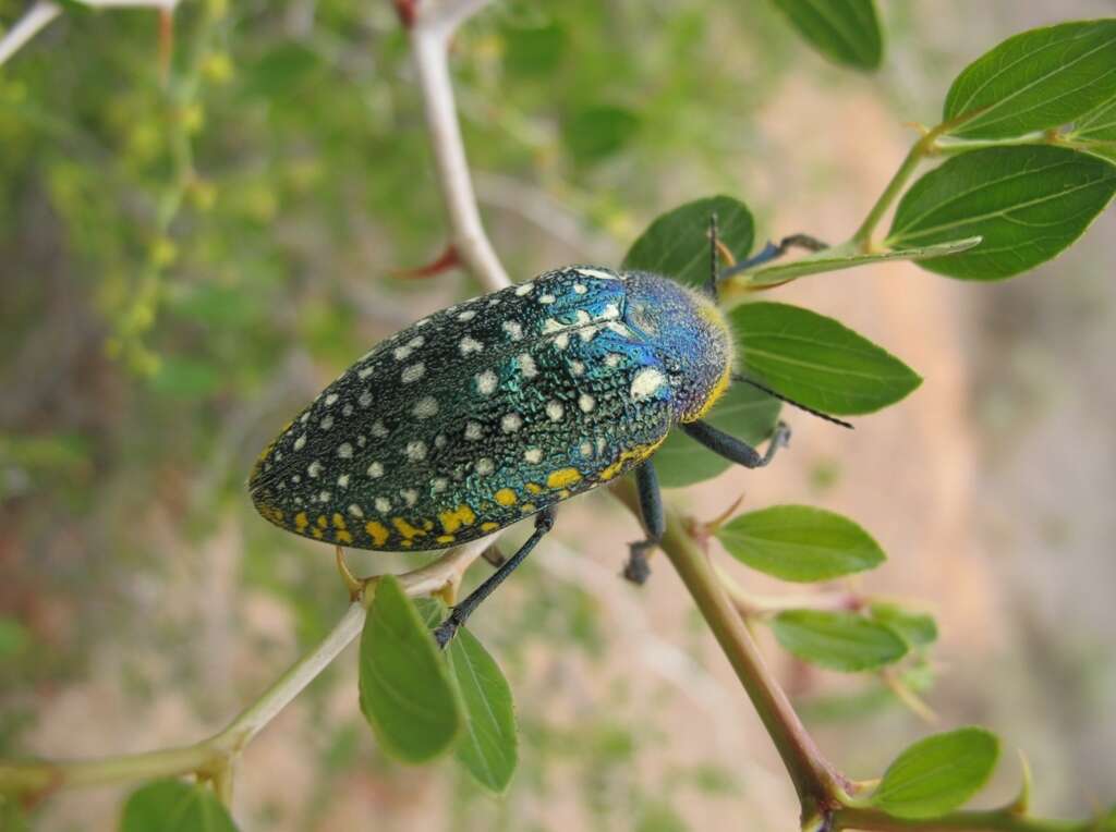 Imagem de Julodis aequinoctialis (Olivier 1790)