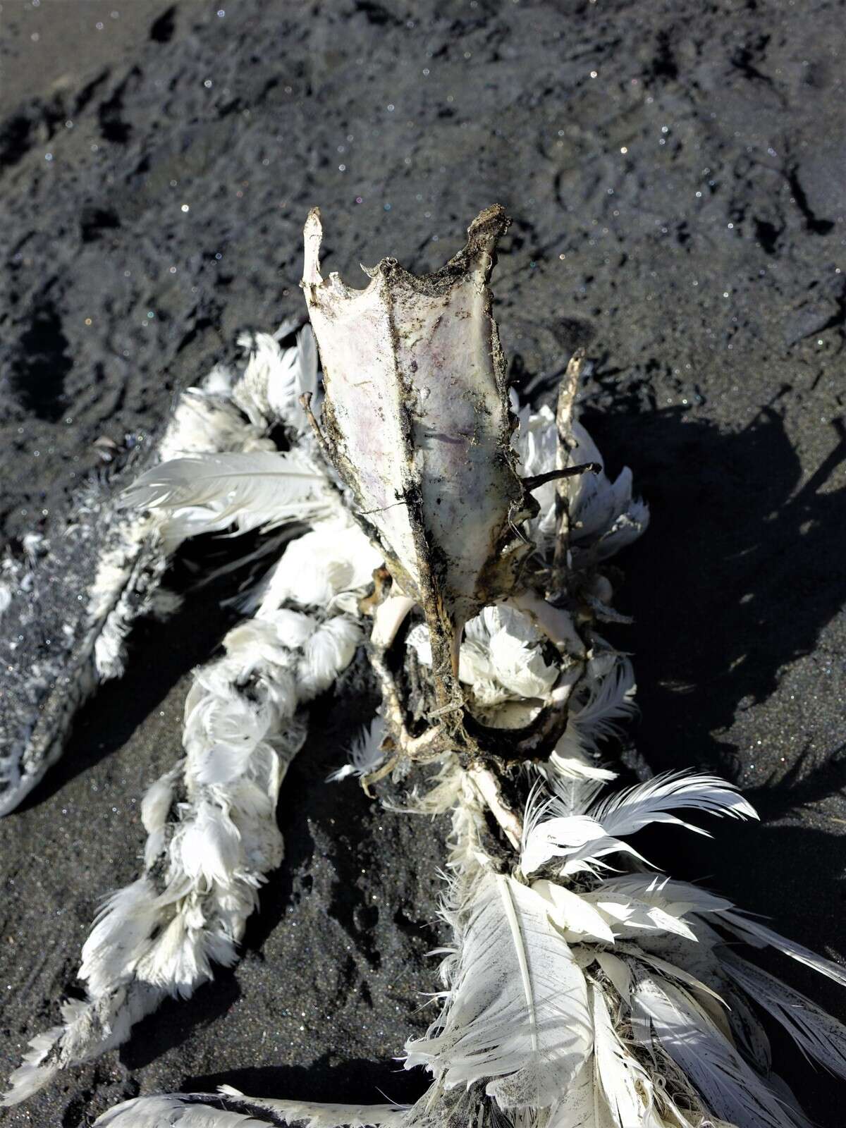 Image of Australasian Gannet