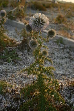 Image of Echinops spinosissimus subsp. neumayeri (Vis.) Kozuharov