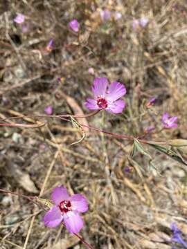 Plancia ëd Clarkia franciscana H. Lewis & Raven