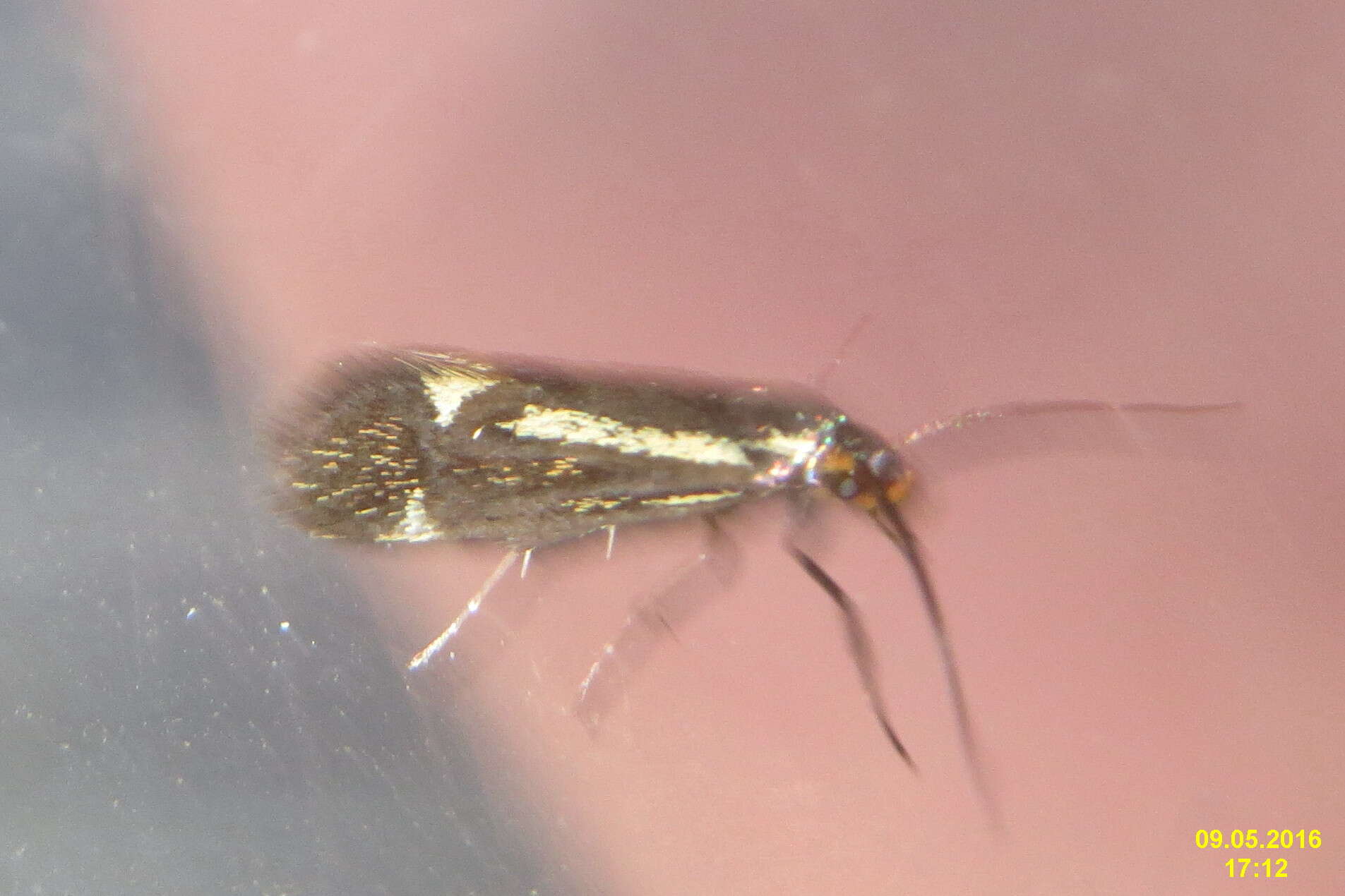 Image of Esperia sulphurella