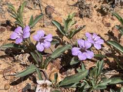 Sivun Dyschoriste decumbens (A. Gray) Kuntze kuva