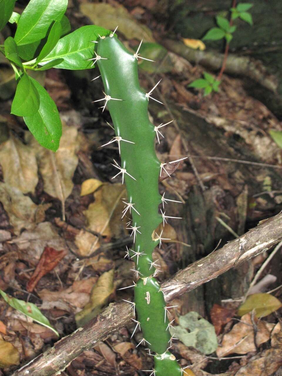 Image of Barbed-wire cactus