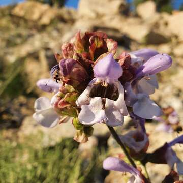 Sivun Salvia pomifera subsp. calycina (Sm.) Hayek kuva