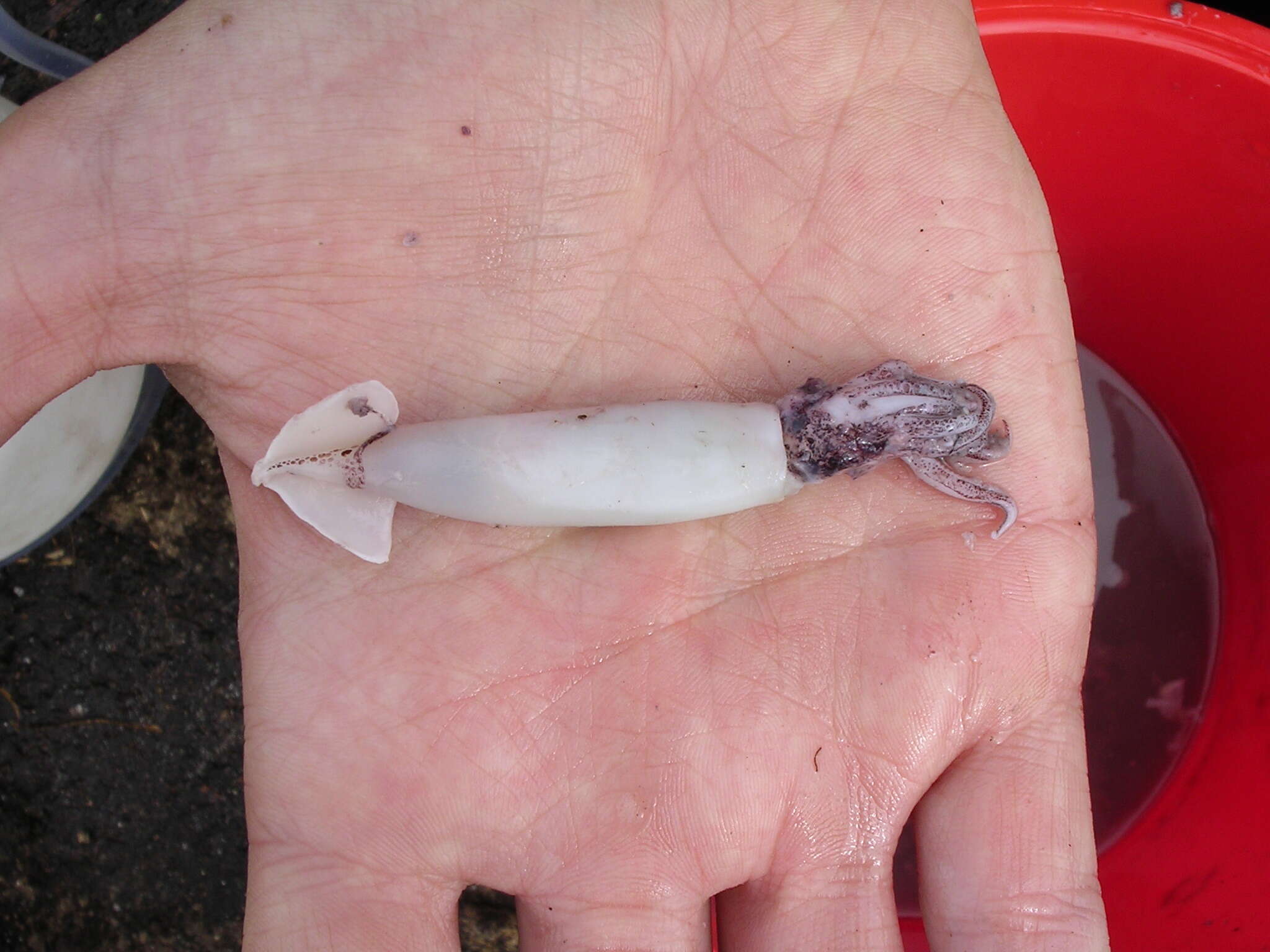 Image of New Zealand arrow squid