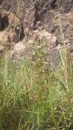 Image of Habenaria incarnata (Lyall ex Lindl.) Rchb. fil.